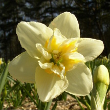 Amaryllidaceae Narcissus x hybridus hort. cv. Nippon