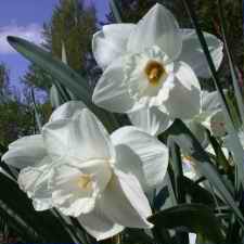 Амариллисовые Нарцисс гибридный  сорт Нуэйдж