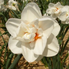 Amaryllidaceae Narcissus x hybridus hort. cv. Odds On