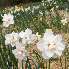 Amaryllidaceae Narcissus x hybridus hort. cv. Odds On