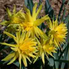 Amaryllidaceae Narcissus x hybridus hort. cv. Rip van Winkle