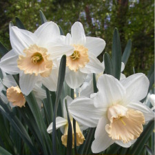 Amaryllidaceae Narcissus x hybridus hort. cv. Mrs. R.O. Backhouse