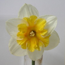 Amaryllidaceae Narcissus x hybridus hort. cv. Love Call