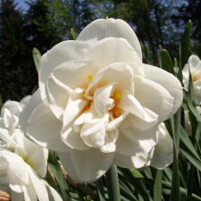 Amaryllidaceae Narcissus x hybridus hort. cv. Acropolis