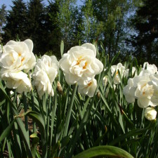 Amaryllidaceae Narcissus x hybridus hort. cv. Acropolis