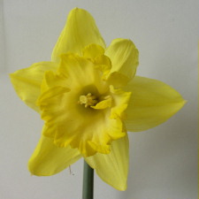 Amaryllidaceae Narcissus x hybridus hort. cv. Limone