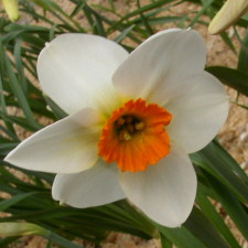 Amaryllidaceae Narcissus x hybridus hort. cv. Limerick