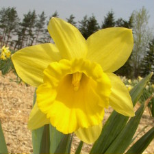 Amaryllidaceae Narcissus x hybridus hort. cv. Lord Nelson