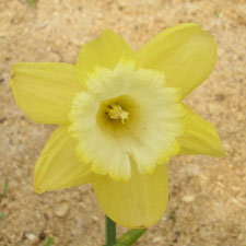 Amaryllidaceae Narcissus x hybridus hort. cv. Lunar Sea