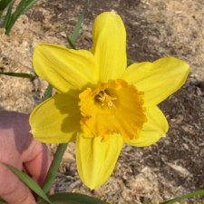 Amaryllidaceae Narcissus x hybridus hort. cv. Mary Bohannon