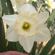 Amaryllidaceae Narcissus x hybridus hort. cv. Maidens Blush