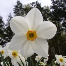 Amaryllidaceae Narcissus x hybridus hort. cv. Margaret Mitchell