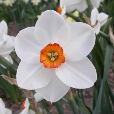 Amaryllidaceae Narcissus x hybridus hort. cv. Matapan