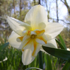 Amaryllidaceae Narcissus x hybridus hort. cv. Marie Jose