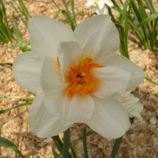 Amaryllidaceae Narcissus x hybridus hort. cv. Mary Copeland