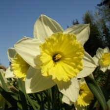 Amaryllidaceae Narcissus x hybridus hort. cv. Milk and Cream