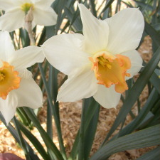 Амариллисовые Нарцисс гибридный  сорт Луиза де Колиньи