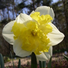 Amaryllidaceae Narcissus x hybridus hort. cv. Printal