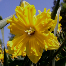 Амариллисовые Нарцисс гибридный  сорт Ойкумен