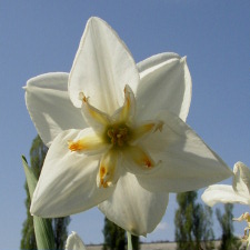Amaryllidaceae Narcissus x hybridus hort. cv. Pico-Bello