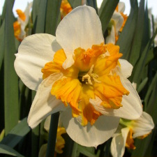 Amaryllidaceae Narcissus x hybridus hort. cv. Pick Up