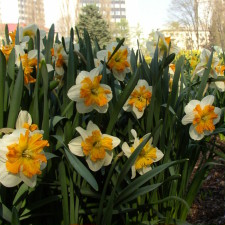Amaryllidaceae Narcissus x hybridus hort. cv. Pick Up