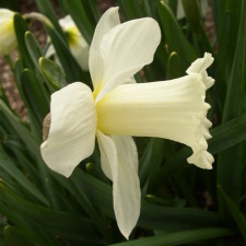 Amaryllidaceae Narcissus x hybridus hort. cv. Point Barrow