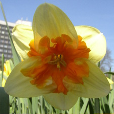 Amaryllidaceae Narcissus x hybridus hort. cv. Pomeranza