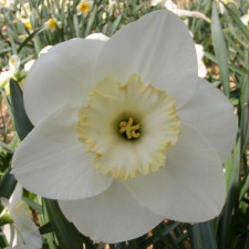 Амариллисовые Нарцисс гибридный  сорт Понтресина