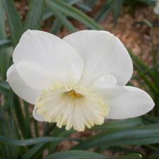 Амариллисовые Нарцисс гибридный  сорт Понтресина