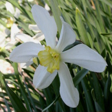 Amaryllidaceae Narcissus x hybridus hort. cv. Polar Ice