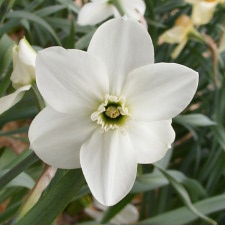 Amaryllidaceae Narcissus x hybridus hort. cv. Portrush