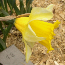 Amaryllidaceae Narcissus x hybridus hort. cv. President Lebrun