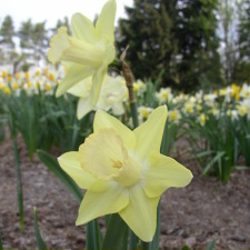 Amaryllidaceae Narcissus x hybridus hort. cv. Prophet