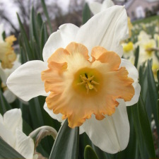 Amaryllidaceae Narcissus x hybridus hort. cv. Pink Supreme