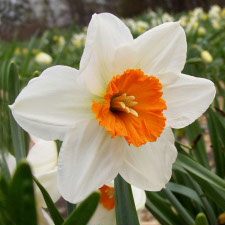 Amaryllidaceae Narcissus x hybridus hort. cv. Professor Einstein