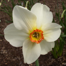 Amaryllidaceae Narcissus x hybridus hort. cv. Queen of Narcissi