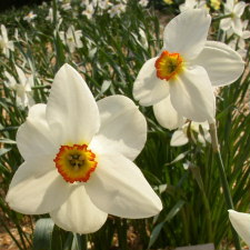Амариллисовые Нарцисс гибридный  сорт Куин оф Нарцисси