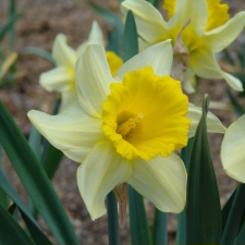 Amaryllidaceae Narcissus x hybridus hort. cv. Queen of Bicolors