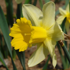 Амариллисовые Нарцисс гибридный  сорт Куин оф Биколорс
