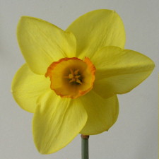 Amaryllidaceae Narcissus x hybridus hort. cv. Revelry