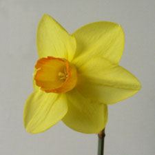 Amaryllidaceae Narcissus x hybridus hort. cv. Revelry
