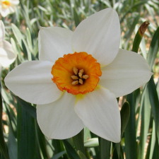 Амариллисовые Нарцисс гибридный  сорт Редхилл