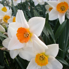 Amaryllidaceae Narcissus x hybridus hort. cv. Redhill