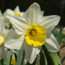 Amaryllidaceae Narcissus x hybridus hort. cv. Preamble