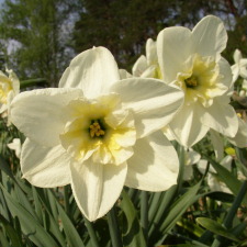 Амариллисовые Нарцисс гибридный  сорт Папильон Бланк