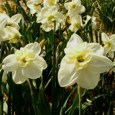 Амариллисовые Нарцисс гибридный  сорт Папильон Бланк