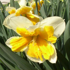 Amaryllidaceae Narcissus x hybridus hort. cv. Orangery