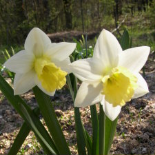 Amaryllidaceae Narcissus x hybridus hort. cv. Patria