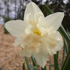 Amaryllidaceae Narcissus x hybridus hort. cv. Palmares